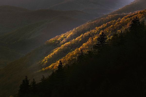 Jones, Adam 아티스트의 First light morning on early spring trees-Oconaluftee Valley-Great Smoky Mountains National Park작품입니다.